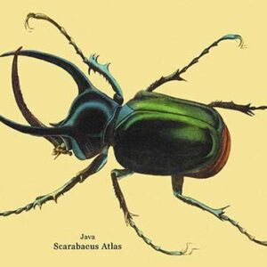 Beetle-Scarabaeus-Atlas-Of-Java--Graphic-Art-as-seen-in-The-Gentlemen