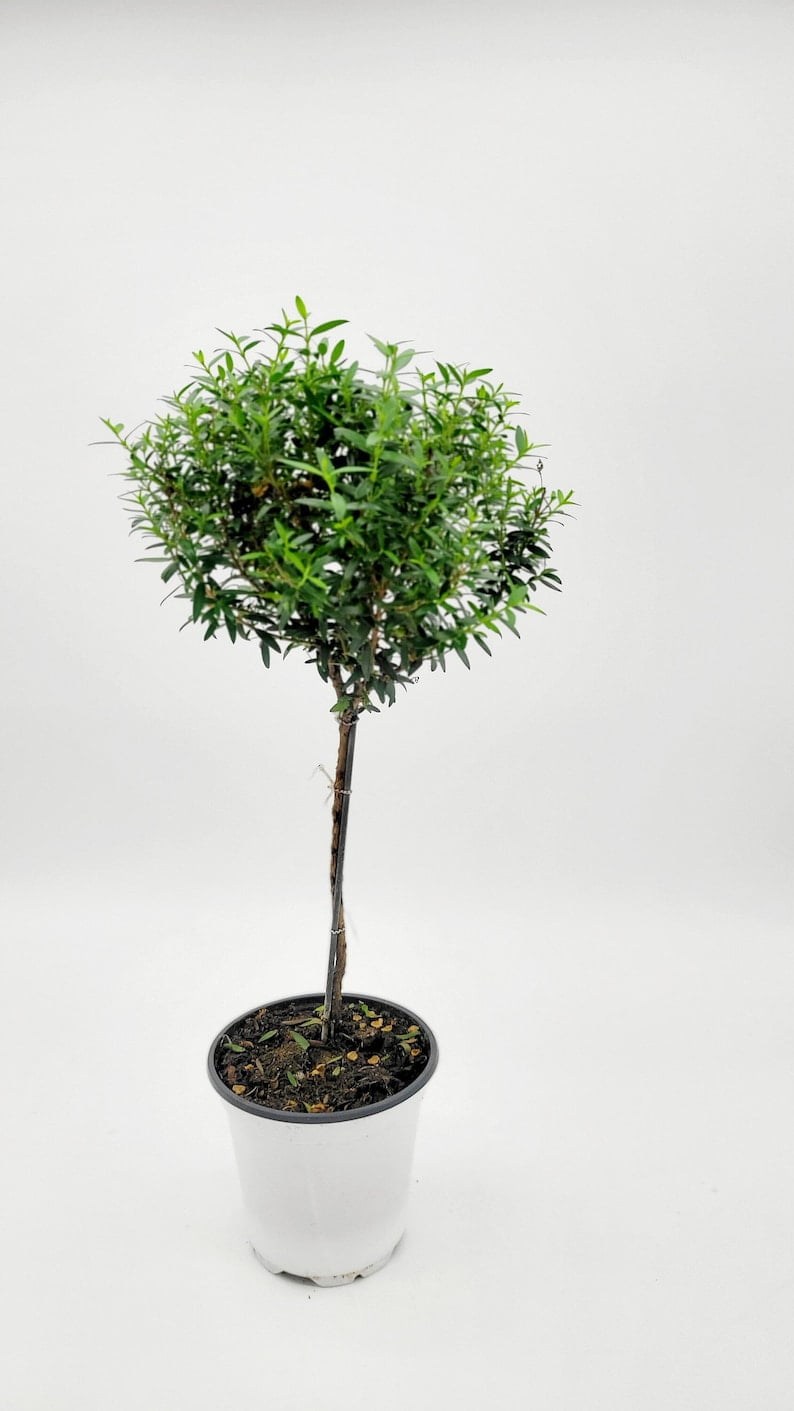 What We Do In The Shadows gifts Laszlo's Topiary Tree