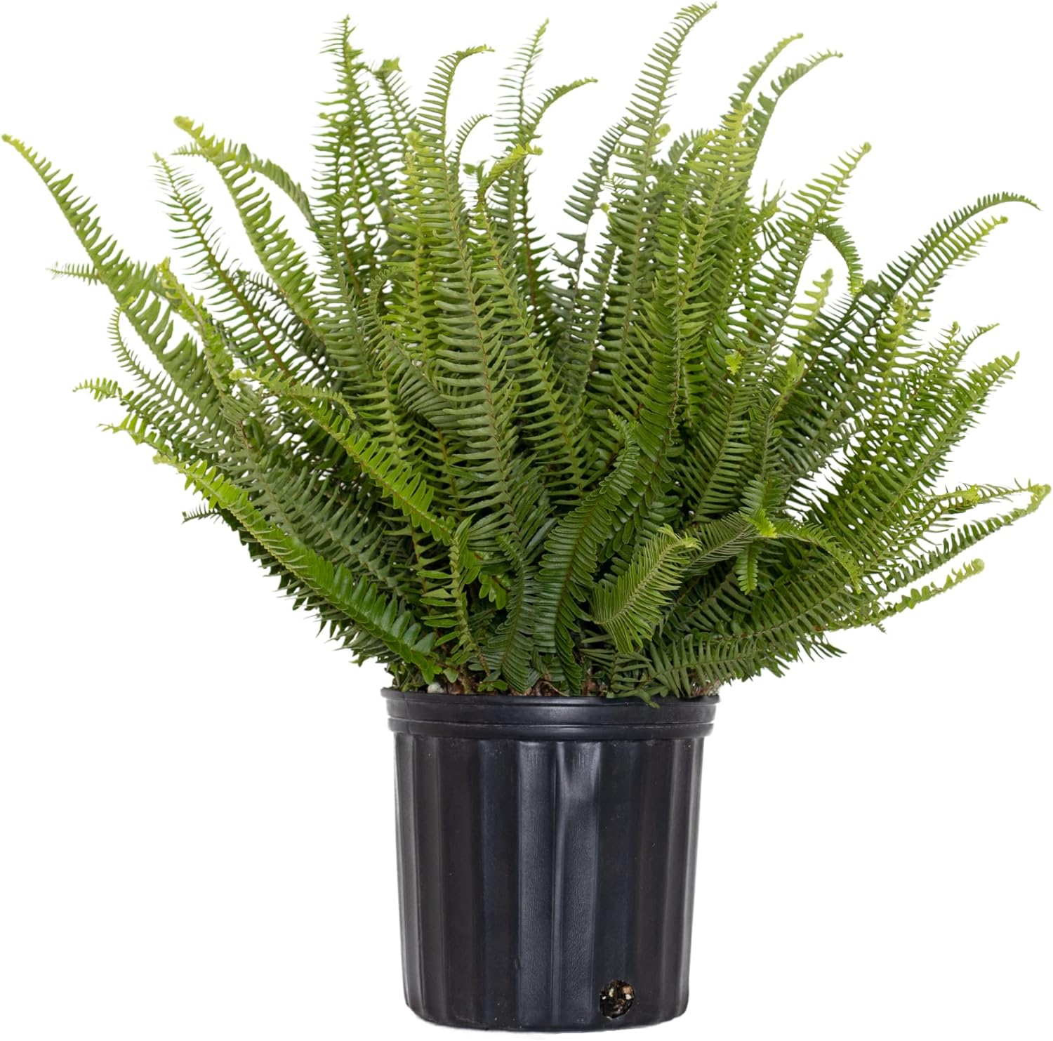 How To Lose A Guy In 10 Days Gifts A Real "Love Fern" Of Your Very Own